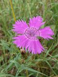 Dianthus chinensis