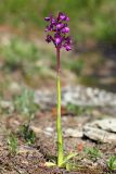 Anacamptis подвид caucasica