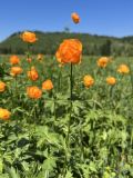 Trollius altaicus