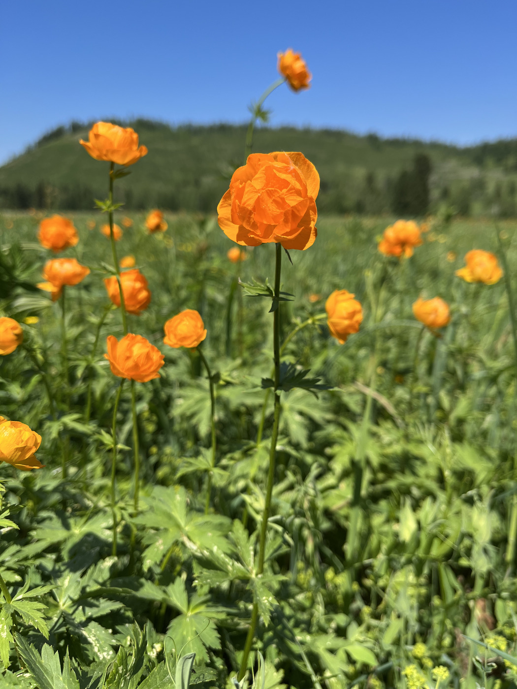 Изображение особи Trollius altaicus.