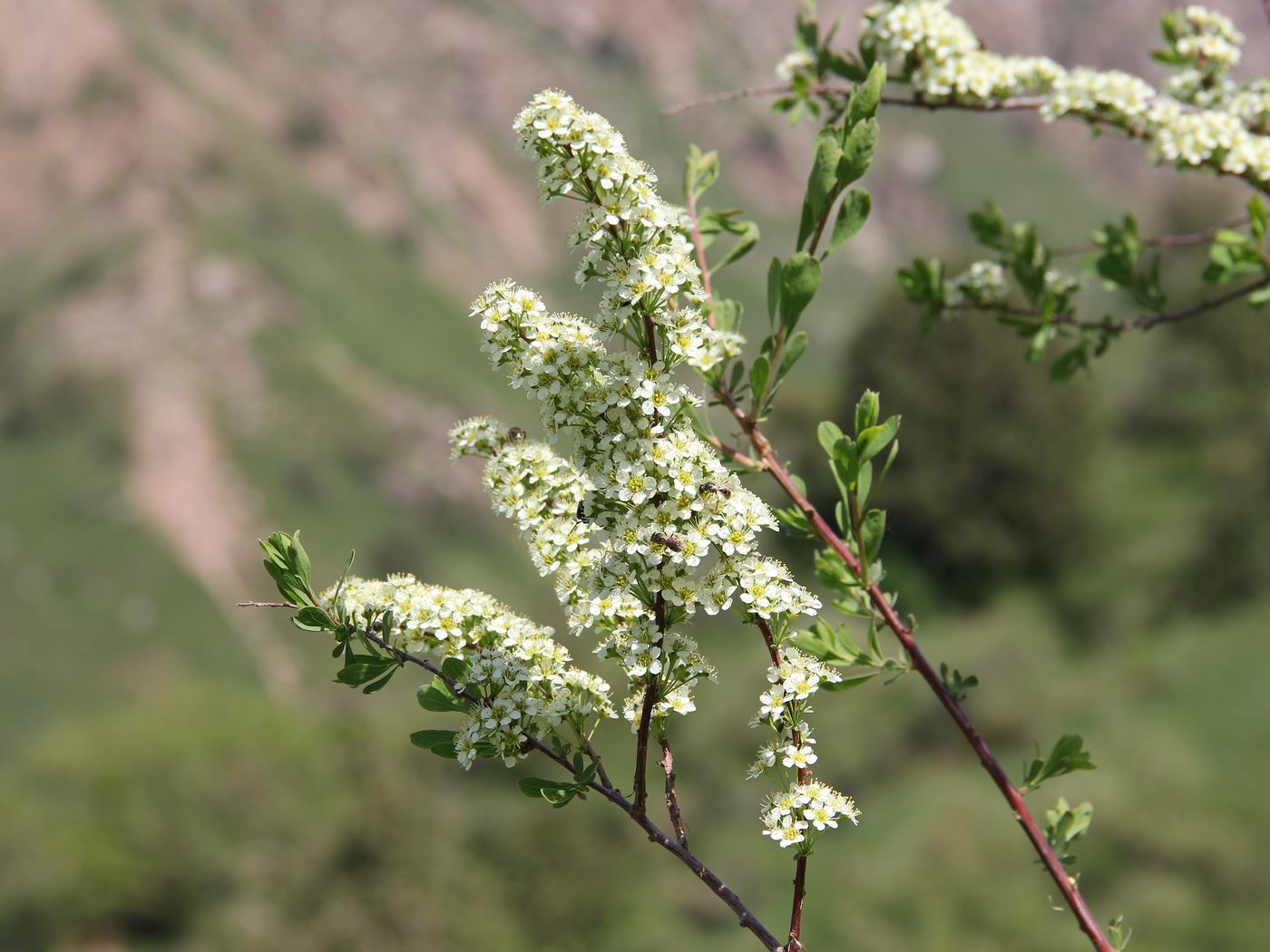 Изображение особи Spiraea hypericifolia.