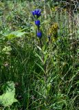 Gentiana triflora