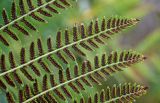 Athyrium monomachii