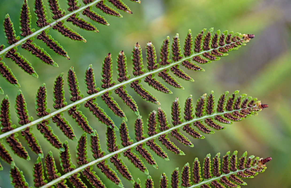 Image of Athyrium monomachii specimen.