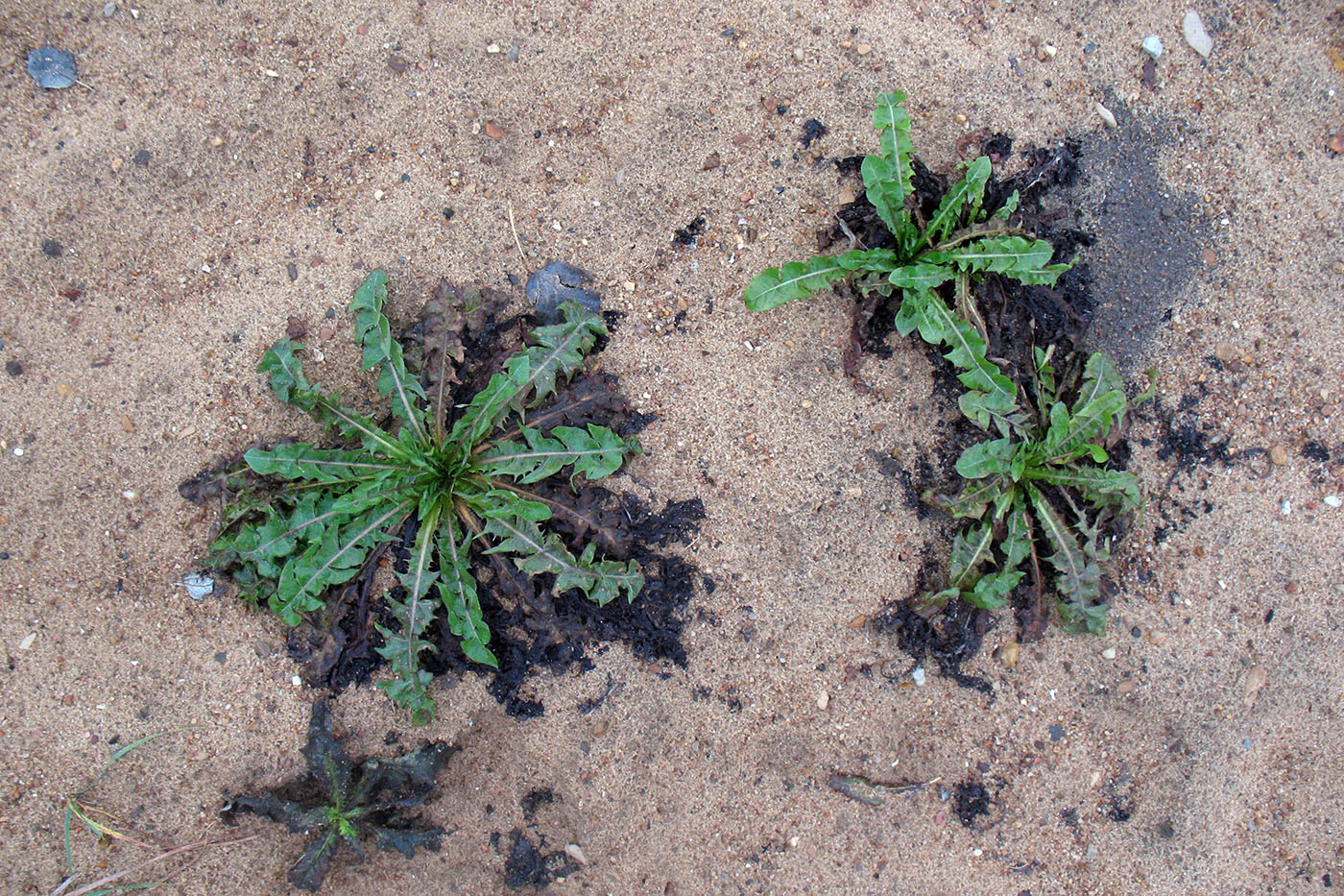 Image of Taraxacum officinale specimen.