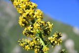 Ligularia heterophylla