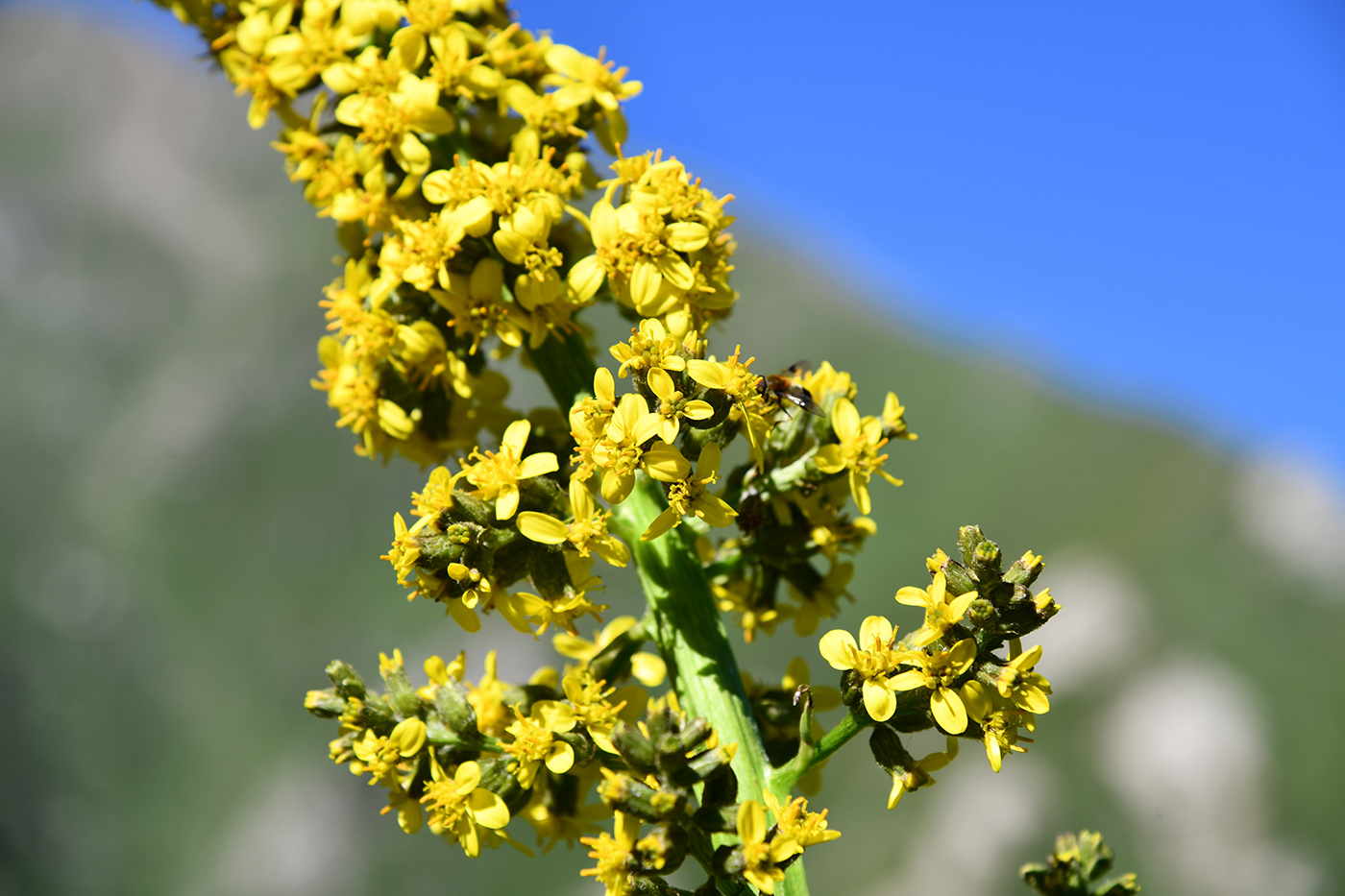 Изображение особи Ligularia heterophylla.