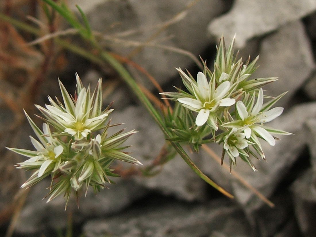 Image of Minuartia glomerata specimen.