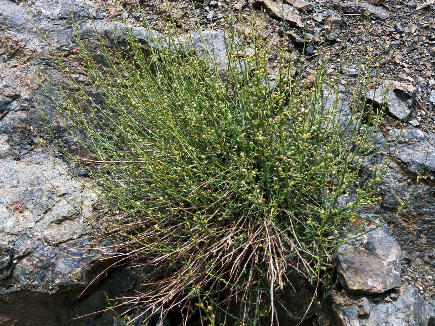 Image of genus Scrophularia specimen.