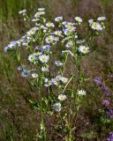 Erigeron annuus