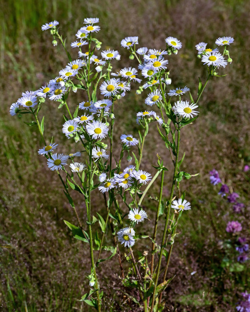 Image of Erigeron annuus specimen.