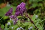 Eupatorium glehnii. Верхушка побега с соцветиями. Сахалин, Корсаковский гор. округ, Бирюзовые озёра, подножие каменистого склона. 25.08.2022.