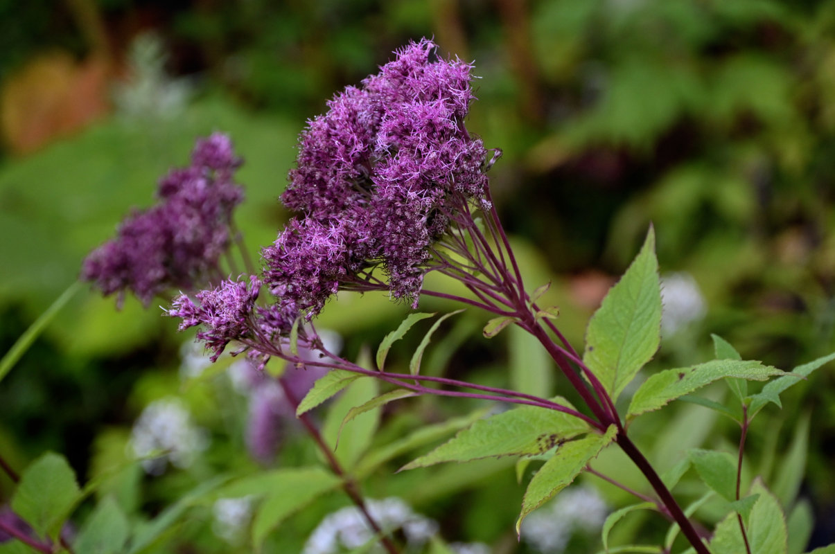 Изображение особи Eupatorium glehnii.