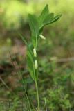 Polygonatum odoratum. Верхушка цветущего растения. Ленинградская обл., Кингисеппский р-н, окр. дер. Выбье, экологическая тропа; подножье песчаного холма близ устья р. Выбья, травяной сосняк. 28.05.2023.