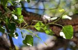 genus Populus