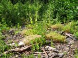 Sedum stoloniferum