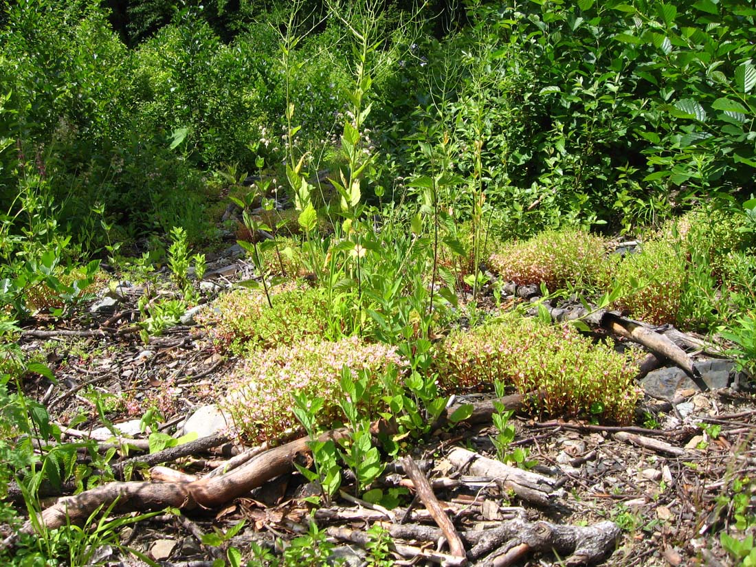 Image of Sedum stoloniferum specimen.