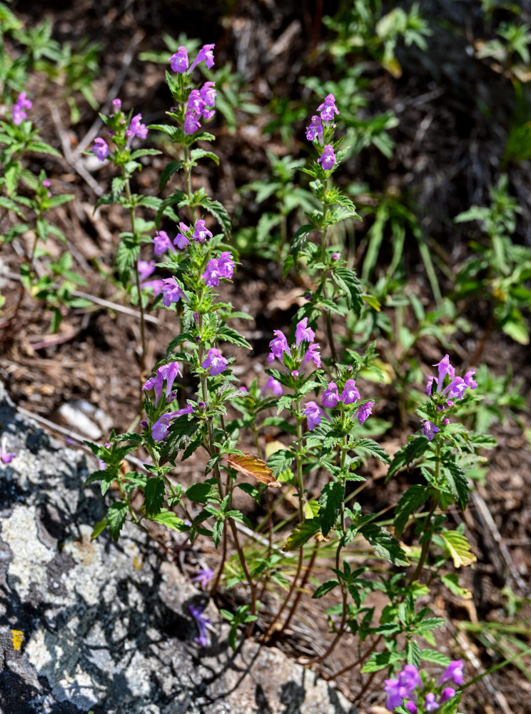 Изображение особи Galeopsis ladanum.