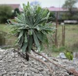 genus Echium