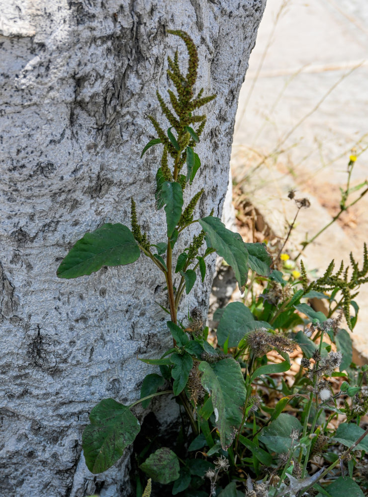 Изображение особи род Amaranthus.