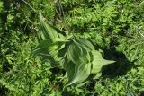 Veratrum lobelianum