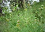 Thalictrum simplex. Верхушка общего соплодия (часть плодов со вздутыми плодиками). Архангельская обл., Вельский р-н, окр. пос. Усть-Шоноша, луг. 21.07.2009.