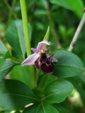Ophrys oestrifera