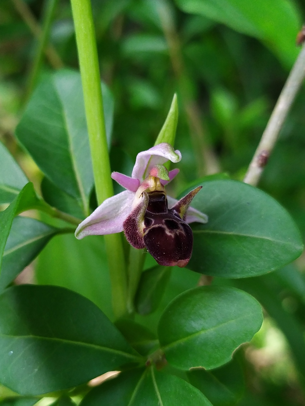 Image of Ophrys oestrifera specimen.
