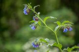 Symphytum asperum
