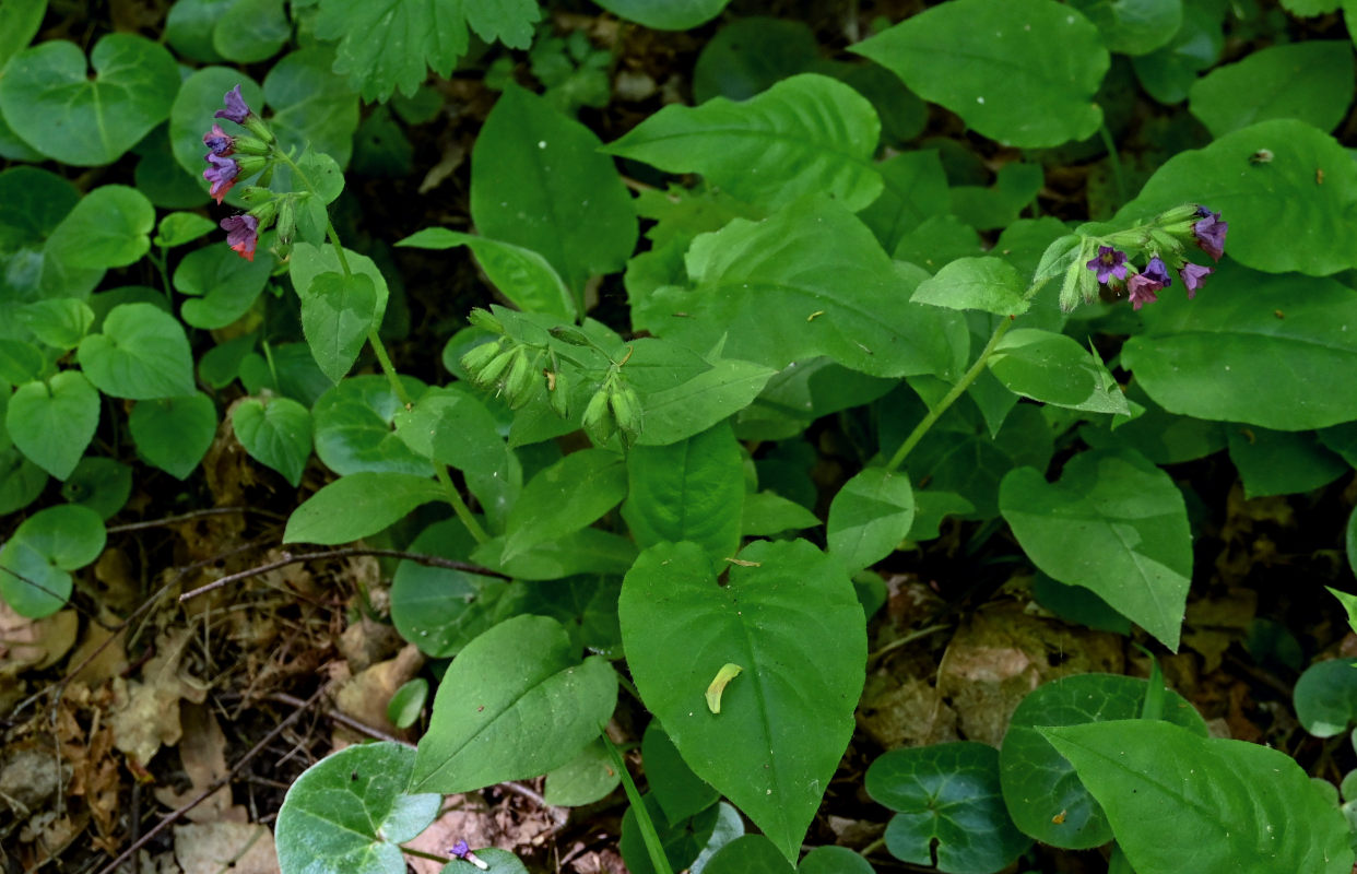 Изображение особи Pulmonaria obscura.