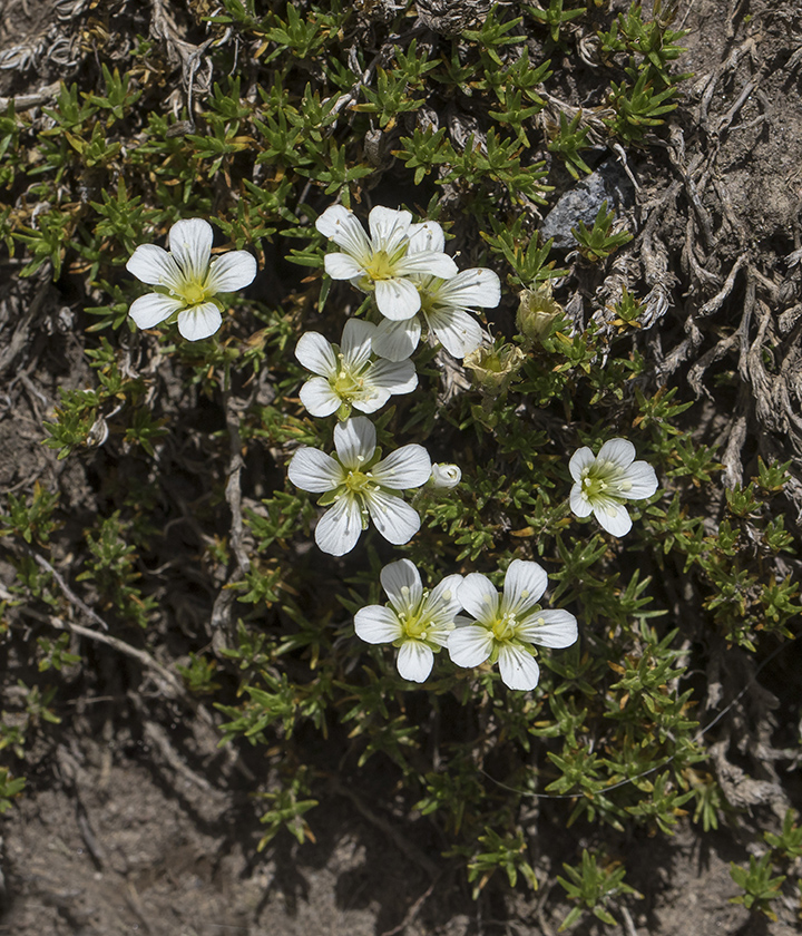 Image of Minuartia imbricata specimen.