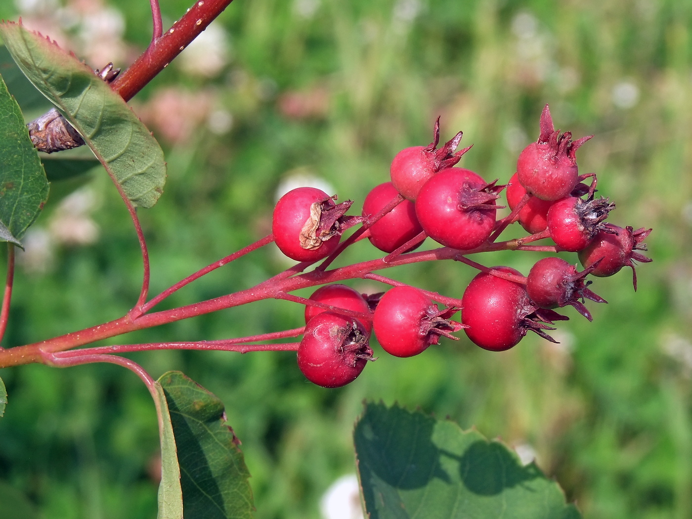 Изображение особи Amelanchier spicata.