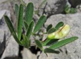 Lathyrus saxatilis