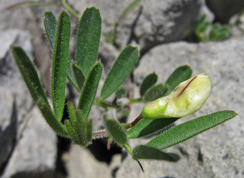 Изображение особи Lathyrus saxatilis.