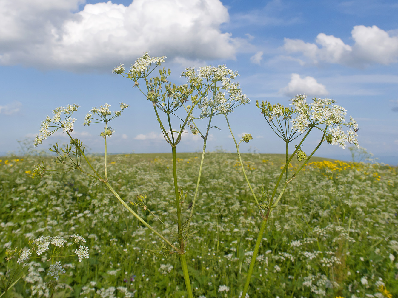 Изображение особи Anthriscus sylvestris.