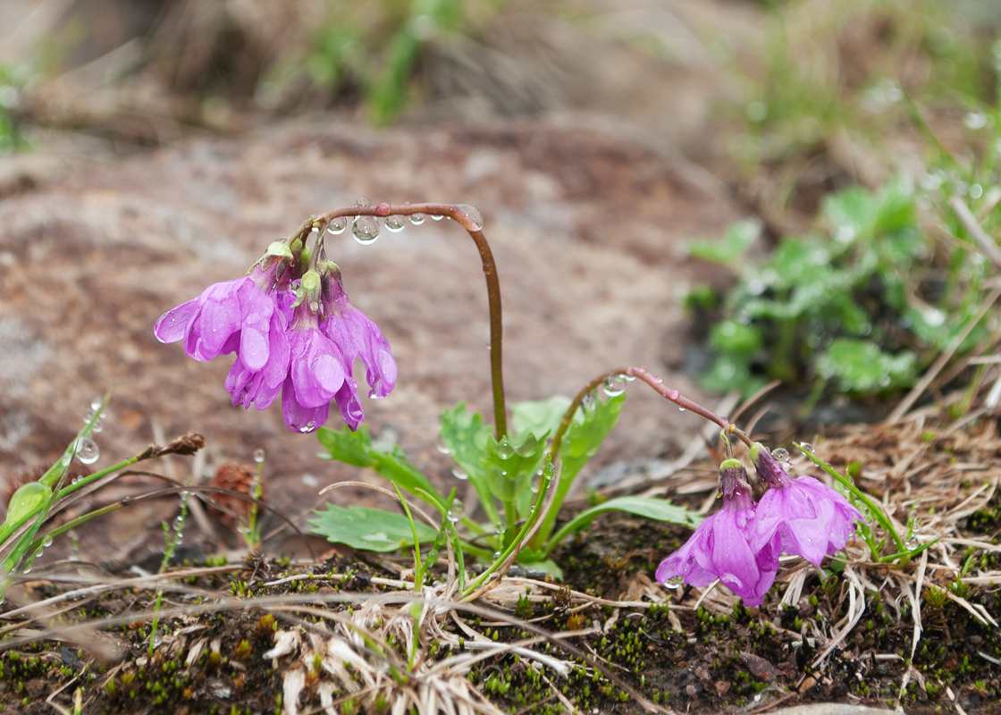 Изображение особи Primula cuneifolia.
