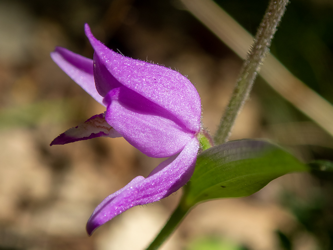 Image of Cephalanthera rubra specimen.