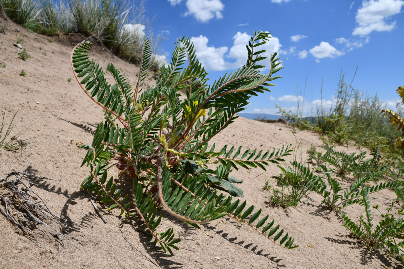 Image of Astragalus rubtzovii specimen.