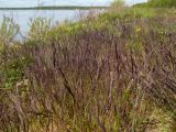 семейство Poaceae. Зацветающие растения. Тверская обл., Кимрский р-н, окр. г. Дубна, дамба Иваньковского вдхр., каменистый склон. 15.05.2024.