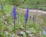 Ajuga reptans. Цветущие растения. Краснодарский край, Крымский р-н, окр. станицы Неберджаевская, ур. Темрючки, грабово-дубовый лес, у лесного ручья. 26.04.2025.