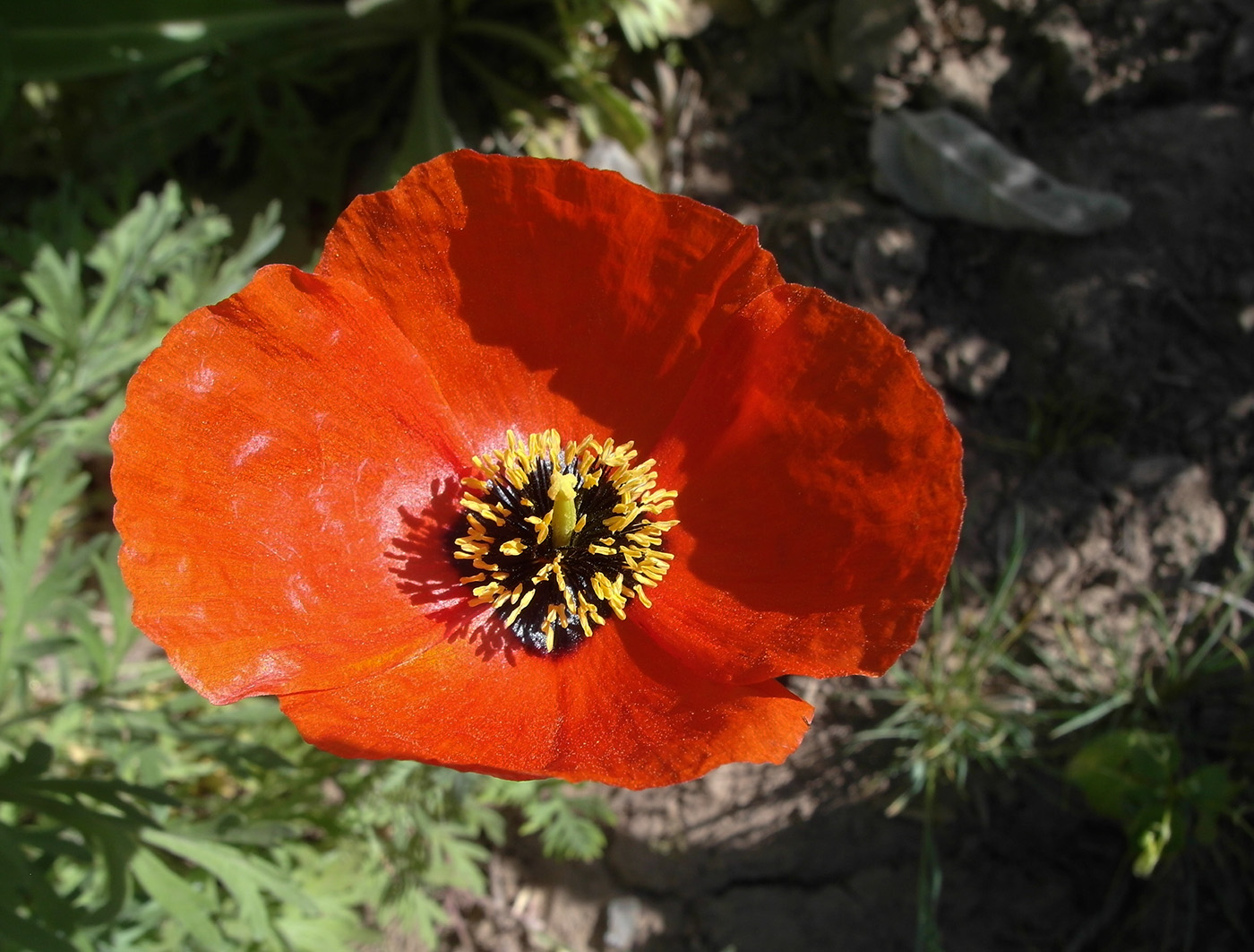 Image of Roemeria refracta specimen.