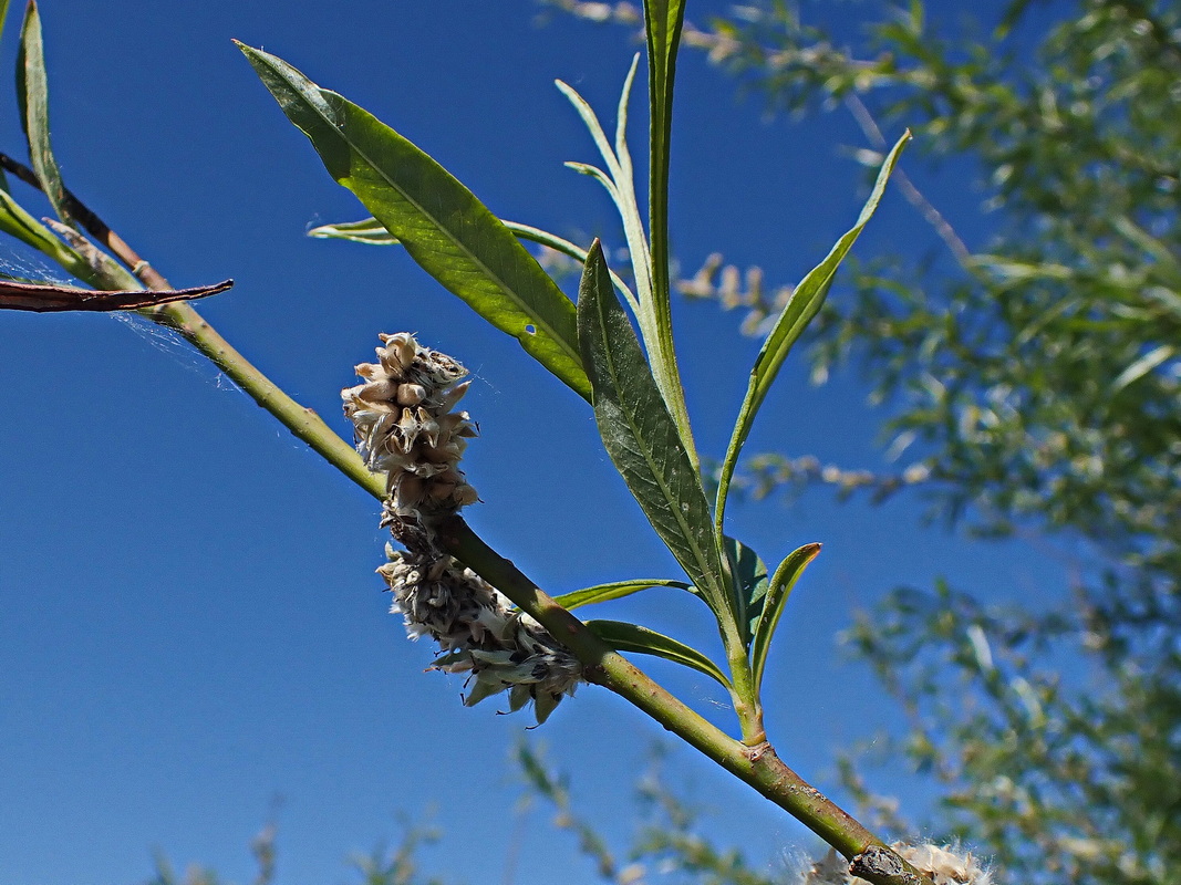 Image of Salix schwerinii specimen.