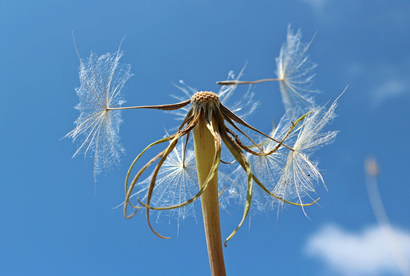 Image of Tragopogon dubius specimen.