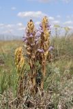 Phelipanche arenaria