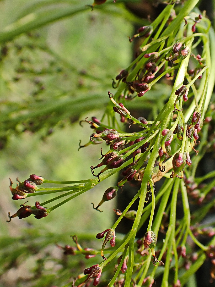 Изображение особи Fraxinus mandshurica.