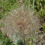 Tragopogon orientalis