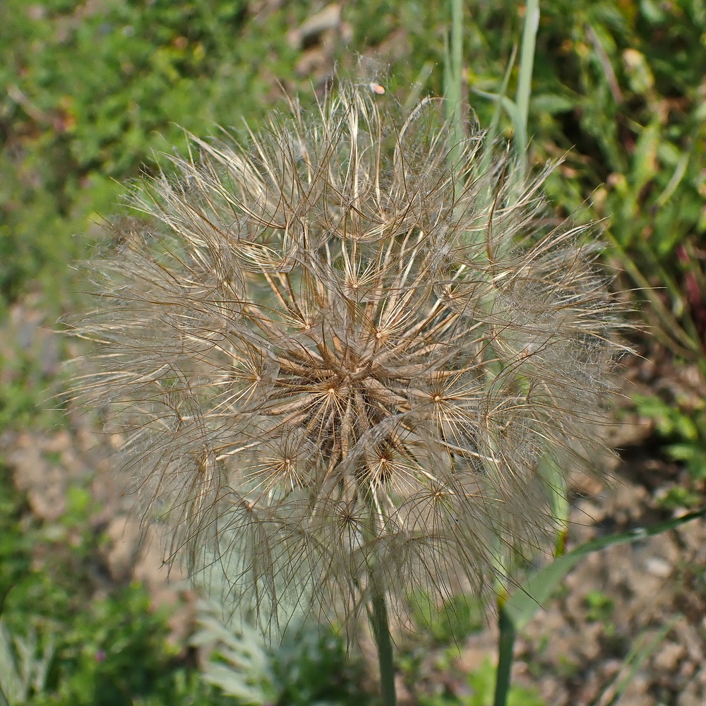 Image of Tragopogon orientalis specimen.