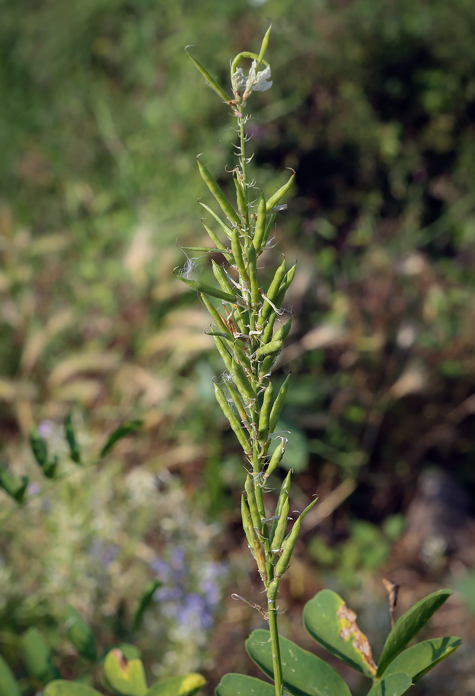 Изображение особи Galega officinalis.
