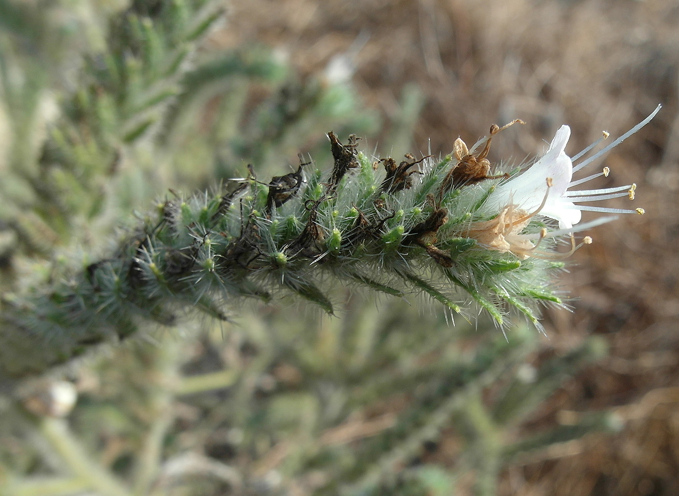 Изображение особи Echium italicum.