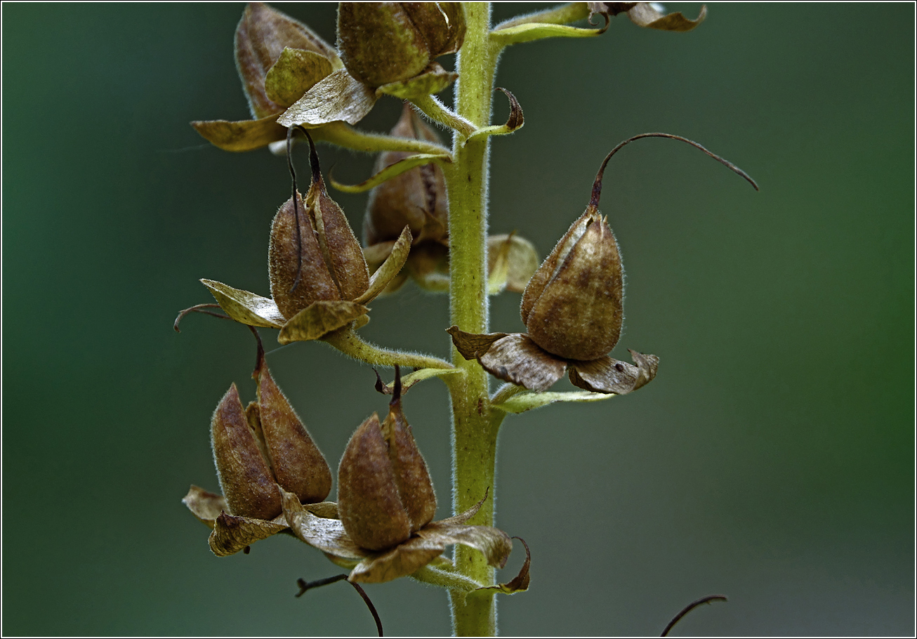 Изображение особи Digitalis purpurea.
